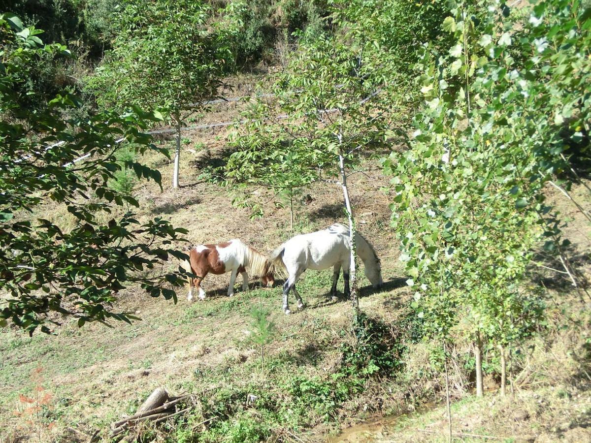 Apartamento En Pleno Montseny Mas Romeu Turisme Rural Arbucies Bagian luar foto
